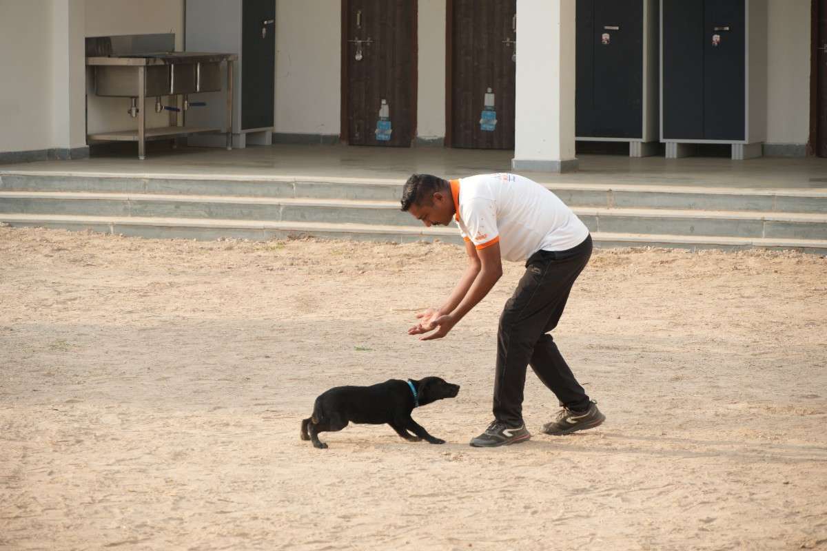 Canine Training