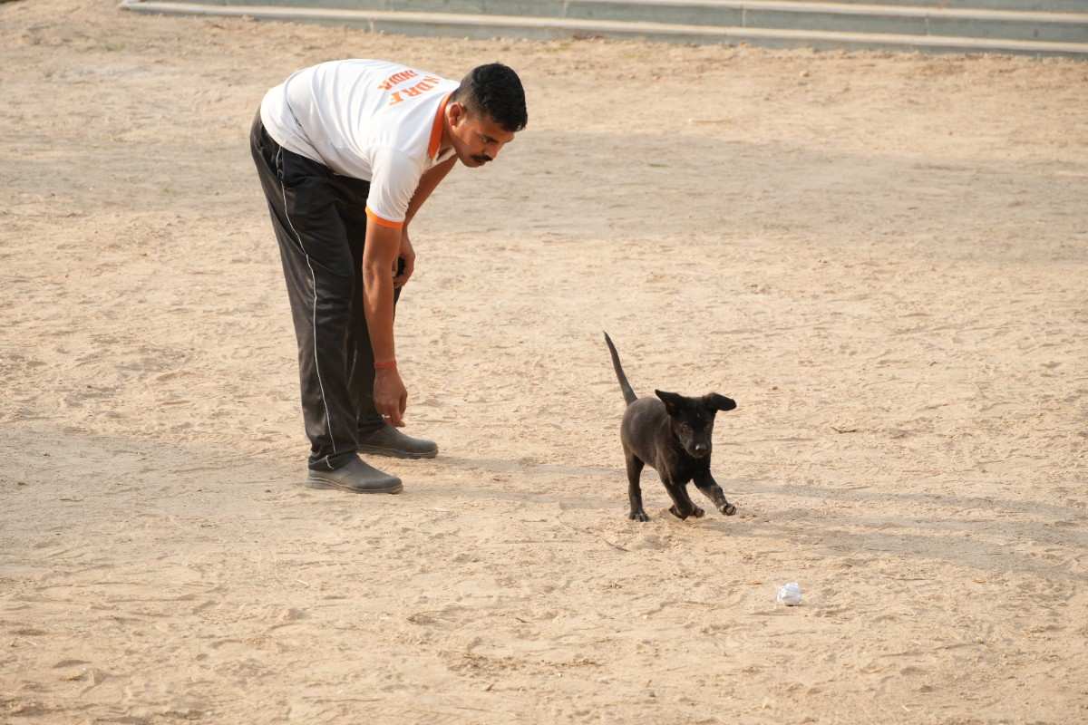 Canine Training