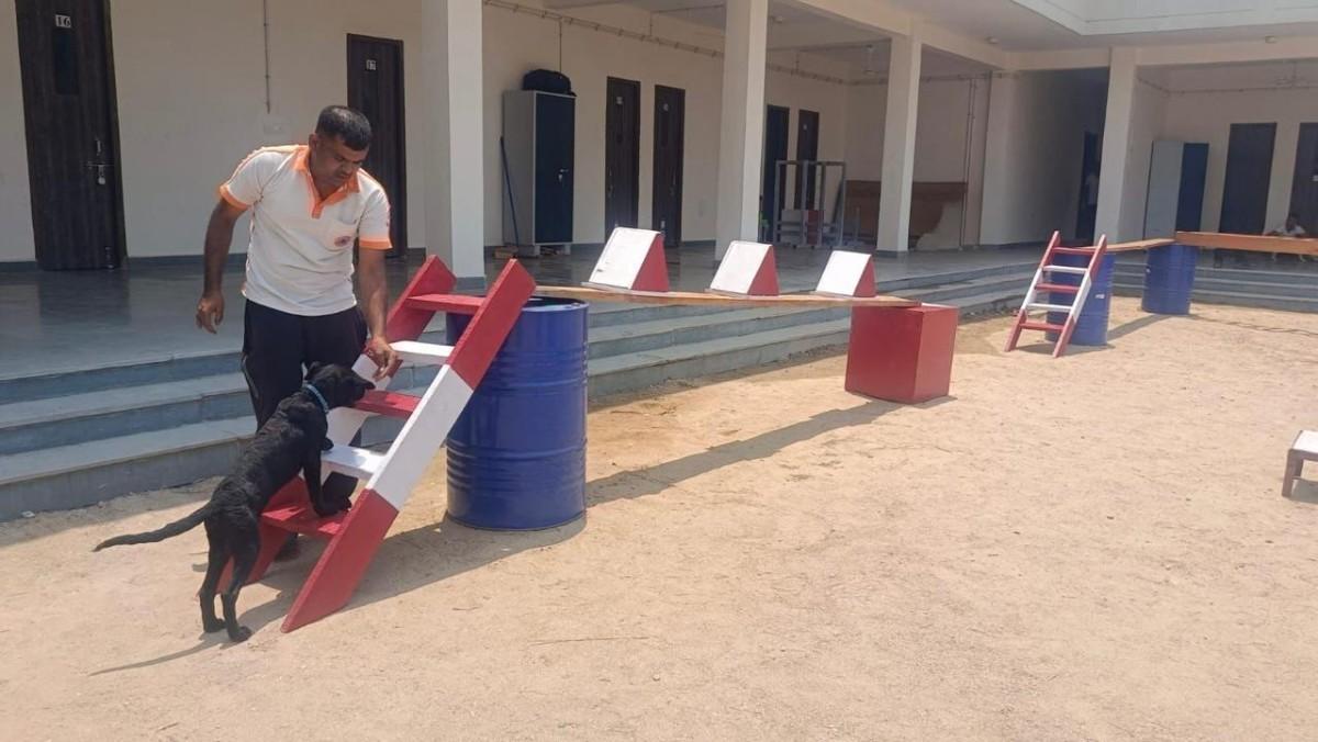 Canine Training Area